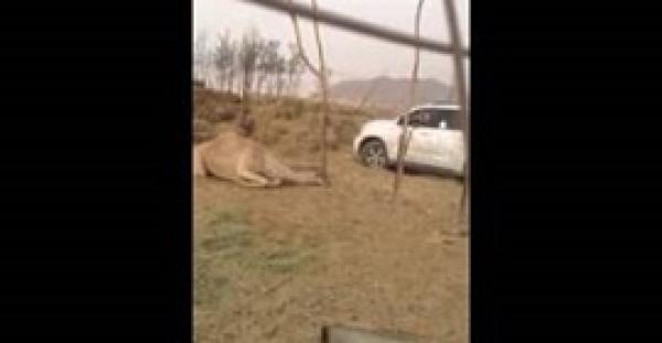 بالفيديو.. لحظة قتل جمل بطلق ناري في رأسه