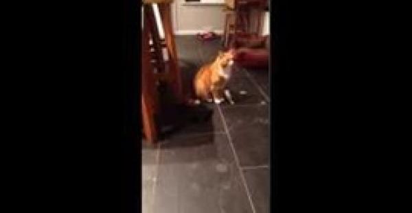 بالفيديو.. سلحفاة صغيرة تعتدي على قط