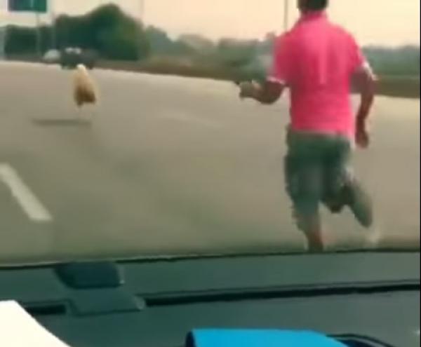 هروب خروف العيد بالطريق السيار