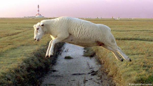 خروف يجبر الشرطة الألمانية على السباحة.. كيف ذلك؟