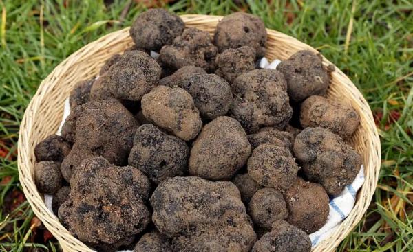 الكمأة السوداء.. "شريان الحياة" لسكّان الريف الإسباني