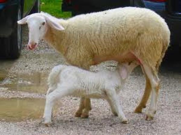 القاء القبض على رجل يسرق الاغنام في اليمن وياكلها حية‏