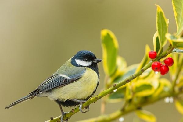 باحثون يطورون  ذكاء اصطناعيا يمكنه التعرف على الطيور بدقة متناهية