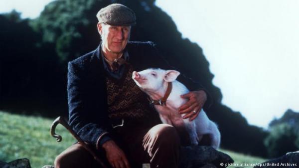 مستقبلاً... قلوب خنازير في أجساد بشرية؟