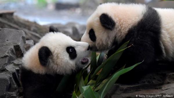 كورونا يدفع زوج باندا للتزاوج بعد عقد من المحاولات الفاشلة