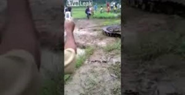 بالفيديو.. مواجهة بين أهالي قرية وتمساح ضخم تسلل إلى حقل أرز