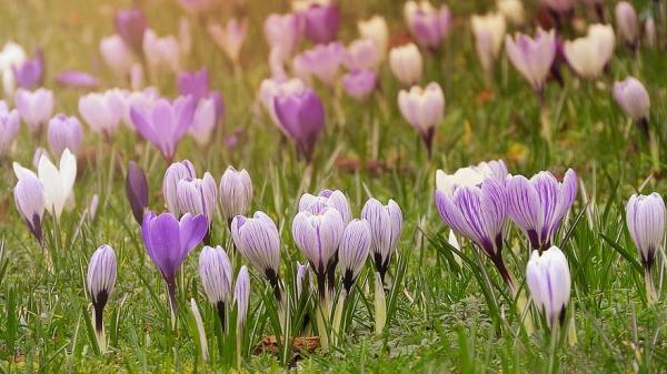 باحثون روس يطورون نظاماً للذكاء الاصطناعي قادرًا على استشعار الروائح