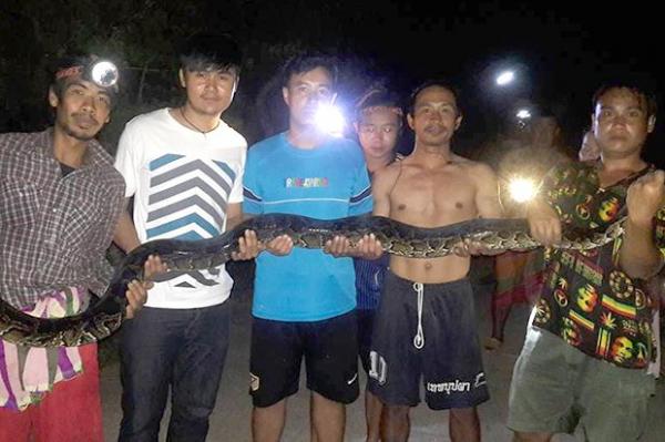 بالفيديو: ثمانية رجال يصارعون ثعباناً ضخماً