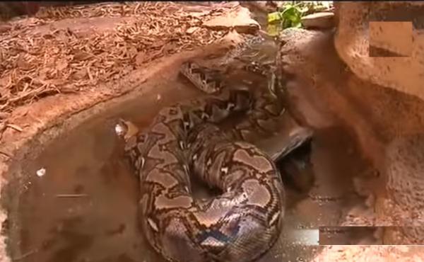 أكادير: عرض أكبر ثعبان بالمغرب بوزن يقارب 100 كيلوغرام وبطول 6 أمتار