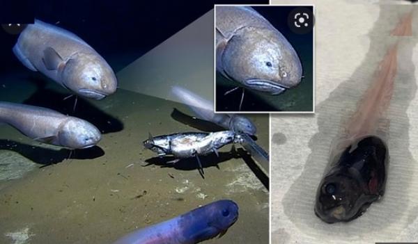 اكتشاف "السمكة الحزينة" على عمق 6500 متر