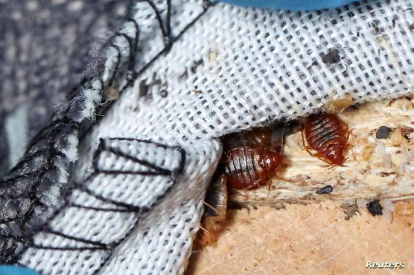 السلطات المغربية تتحرك بشكل عاجل بعد اكتشاف "بق" على متن سفينة قادمة من فرنسا