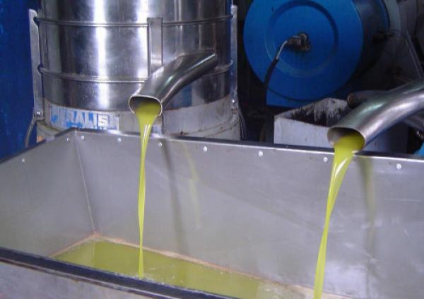 غريب: هكذا اقتحم لصوص معصرة وسرقوا أطنان من الزيتون وأزيد من 900 لتر من الزيت المطحونة