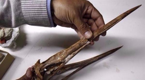 هاوٍ يعثر على بطريق ضخم عاش قبل 61 مليون عام