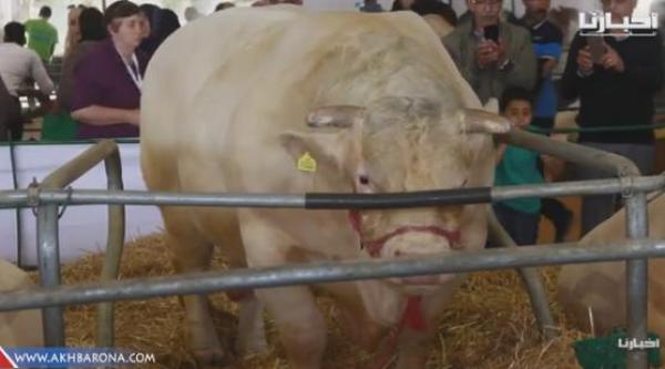 شاهد أضخم عجول معرض الفلاحة بمكناس وأكثرهم غرابة