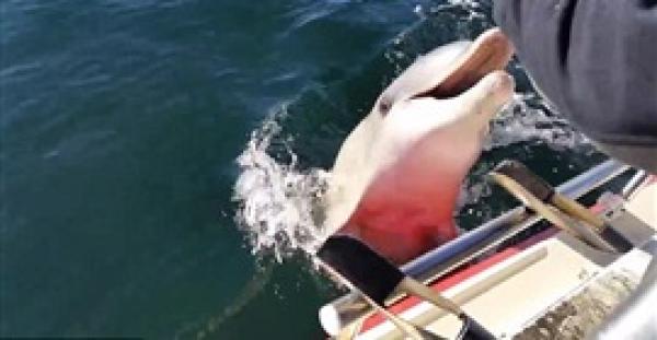 بالفيديو والصور.. شاهد ماذا فعل دولفين مع هاتف رجل حاول تصويره