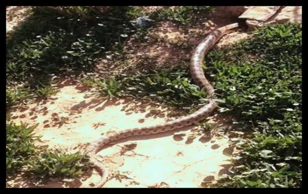 أفاعي خطيرة تهدد حياة السكان بمدينة بتطوان