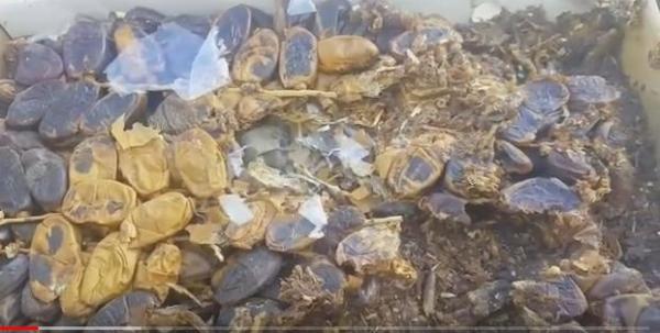 بالفيديو: حجز 6 أطنان من التمور الفاسدة بأسواق فاس وبداخلها فئران