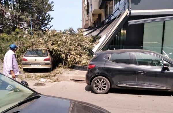 بالصور: فزع كبير بـ"البيضاء" بعد سقوط شجرة "عملاقة" تسببت في خسائر مهمة
