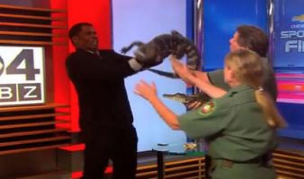تمساح يصيب مذيعا بالهلع على الهواء مباشرة