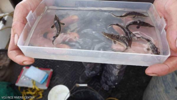 رصد السمكة المهددة بالانقراض بعد 10 سنوات من البحث