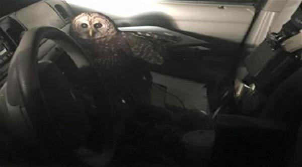 شرطي أمريكي يتعرض لحادث بعدما هاجمته بومة