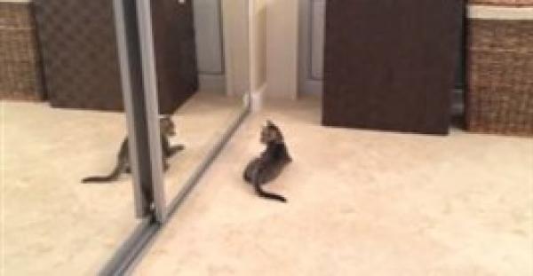 بالفيديو.. 320 ألف مشاهدة لقط يصارع خياله في المرآة