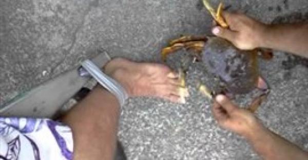 بالفيديو.. رهان 100 دولار مقابل تحمل لدغة مخلب «الكابوريا»