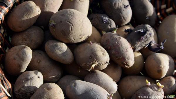 ما الذي يجب الانتباه له عند استهلاك "البطاطس النابتة"؟