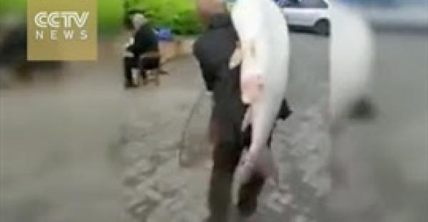 بالفيديو.. رجل يصطاد سمكة ضخمة وزنها 35 كجم من نهر في الصين