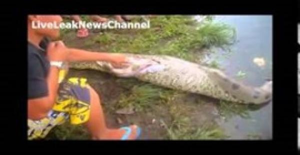 بالفيديو.. شاهد طفلا يشق بطن ثعبان حي ويخرج منه تمساحًا