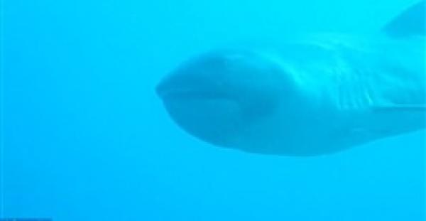 بالفيديو والصور.. قرش يفاجئ غواصا