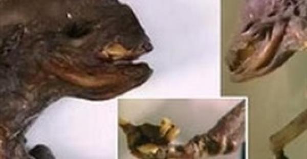 بالفيديو.. العثور على كائن مخيف في روسيا