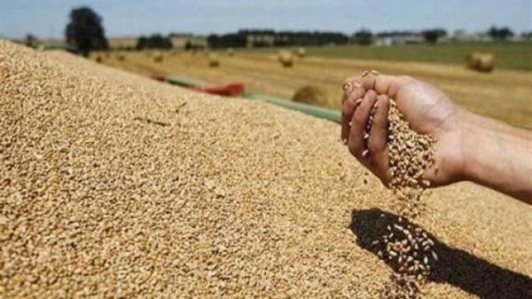 مجلس الحكومة تمدد وقف استيفاء رسم الاستيراد المفروض على القمح اللين ومشتقاته