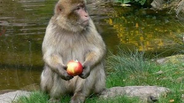 المنتزه الوطني بإفران ، تراث طبيعي متنوع