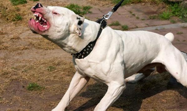 هاهما حصلو... اعتقال 9 أفراد من العصابة التي روعت ساكنة هذه المدينة بالسيوف وبكلب "بيت بول"