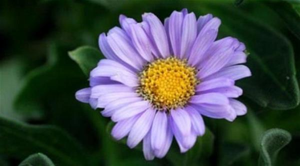 عقار جديد من زهرة الأقحوان البنفسجية لعلاج البدانة