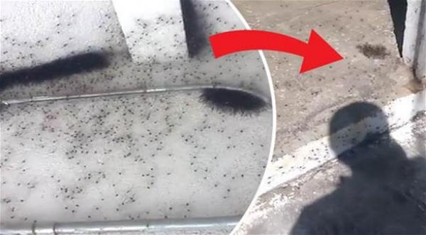 بالفيديو: آلاف العناكب تتساقط من سقف منزل في أستراليا