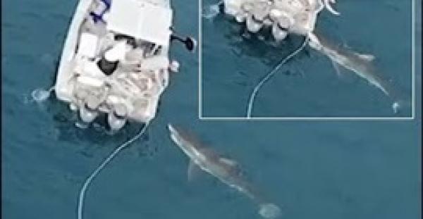 بالفيديو.. لحظة هجوم قرش أبيض عملاق على قارب صيد