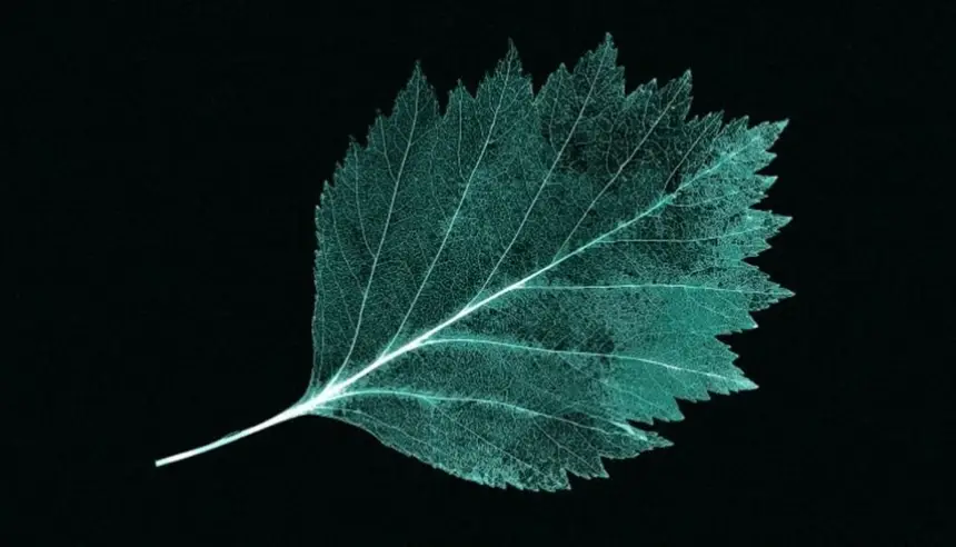 ورقة اصطناعية تتبع الشمس وتحول الماء إلى وقود