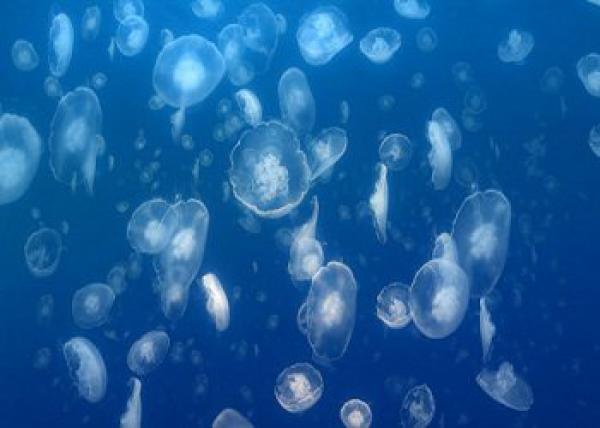 أسهل وأسرع الطرق لإسعاف المصاب بلدغة قنديل البحر