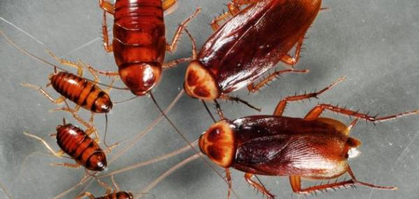 لماذا لم تتمكن البشرية من القضاء على الصراصير!