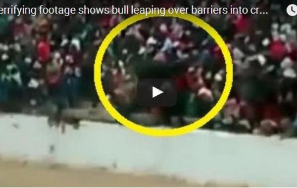 بالفيديو: ثور هائج يقفز إلى المدرجات ليهاجم المتفرجين