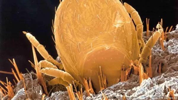 بعد سنوات في الصين.. فيروس ينتشر عن طريق القراد في أوروبا