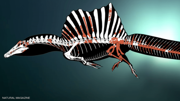 فريق من علماء حفريات يعلن من المغرب اكتشاف أول "ديناصور مائي" بالعالم