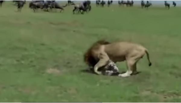 بالفيديو.. أسد يتعرض للضرب في بلد عربي