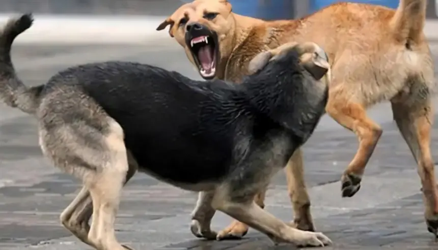 وفاة مسنة تعرضت لهجوم مروع من 54 كلباً داخل منزلها