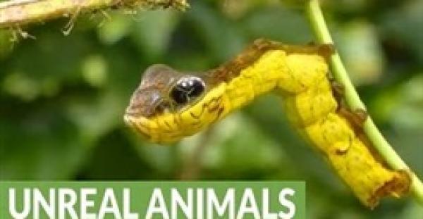 بالفيديو.. دودة تشبه الثعبان تثير ضجة عبر «يوتيوب»