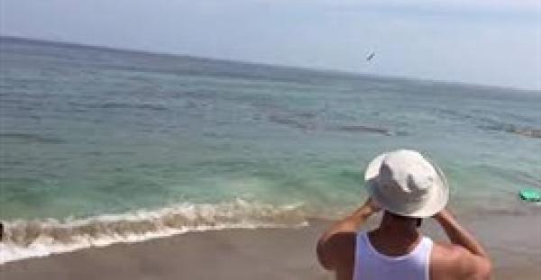 بالفيديو والصور.. قرش يهاجم سباحين على بعد أمتار من شاطئ