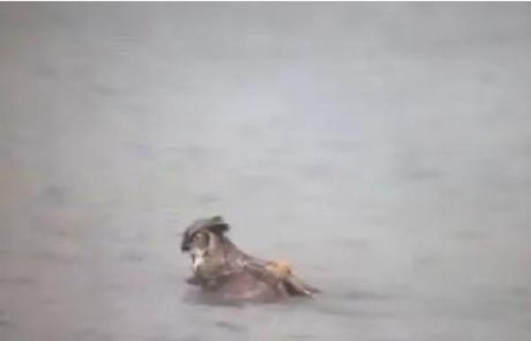 بالفيديو: بومة تسبح في بحيرة هرباً من صقرين