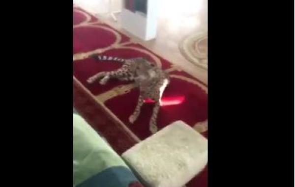 بالفيديو: فهد يفاجئ مصلين في مسجد بالسعودية